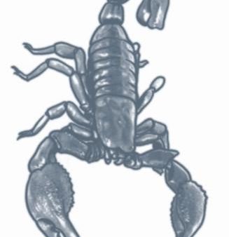 Scorpion Temporary Tattoo Supply