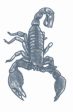 Scorpion Temporary Tattoo Supply