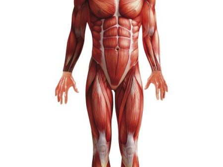 Anatomy Man Body Suit For Discount