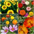 A Green Christmas - Wildflower Seeds: 0.5 Gram Online Sale