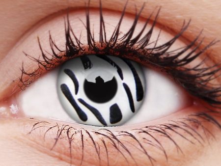 Zebra Contact Lenses Fashion